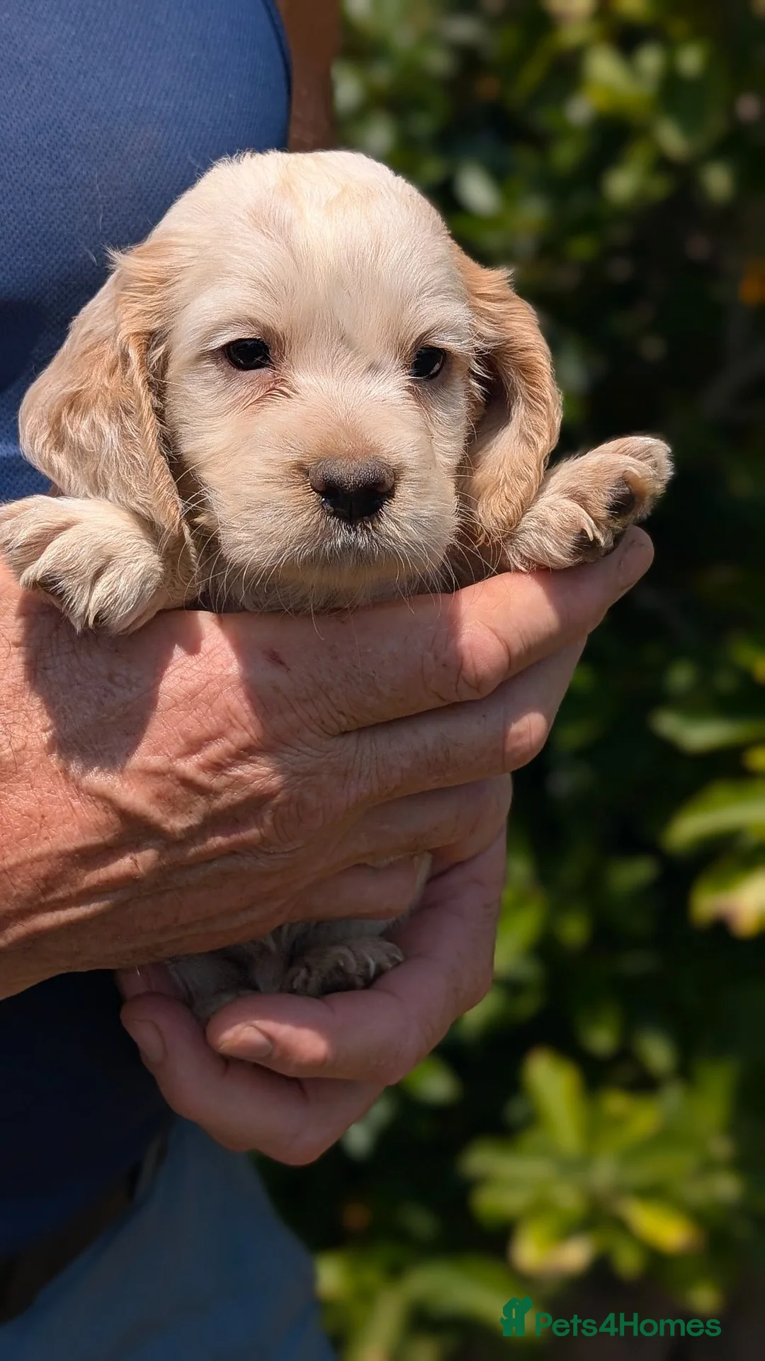 Cocker Spaniel dogs for sale: KC reg Working Cocker Spaniel Puppies  - Advert 2