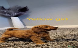 Cavapoo dogs for sale: **Beautiful Cavapoo pups** - Image 4