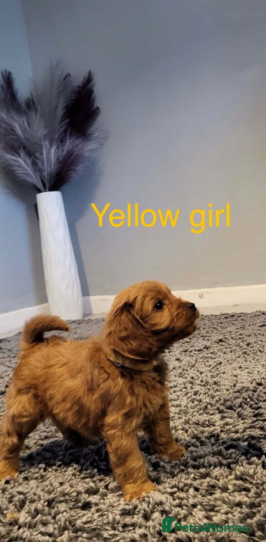 Cavapoo dogs for sale: **Beautiful Cavapoo pups** - Image 4