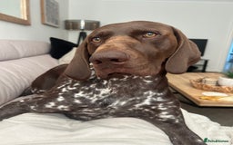 German Shorthaired Pointer dogs for stud: GSP Available for stud - Image 8