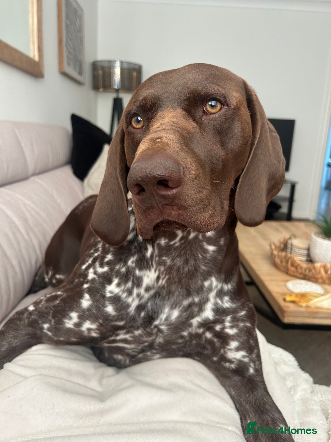 German Shorthaired Pointer dogs for stud: GSP Available for stud - Image 8