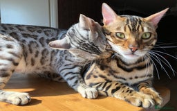 Bengal cats for sale: Bengal Kittens For Sale (Ready To Go - 1 left) - Image 26
