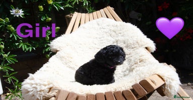 Cavapoochon dogs - Advert 7