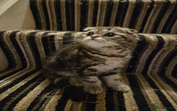 British Shorthair cats for sale: Amazing kittens ready to go 😻🥰😻 - Image 6