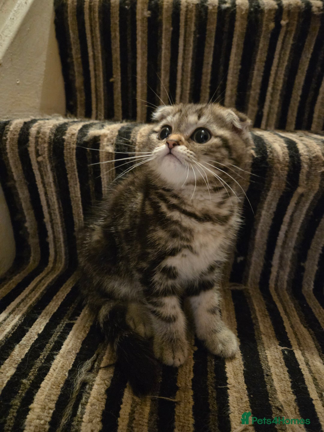 British Shorthair cats for sale: Amazing kittens ready to go 😻🥰😻 - Image 6