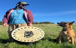 Belgian Shepherd Dog dogs for sale: Malinois Pups. Intentionally Bred as family dogs - Advert 26