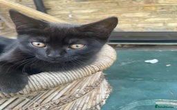 British Shorthair cats for sale: 2 jalf british shorthair kittens - Image 1