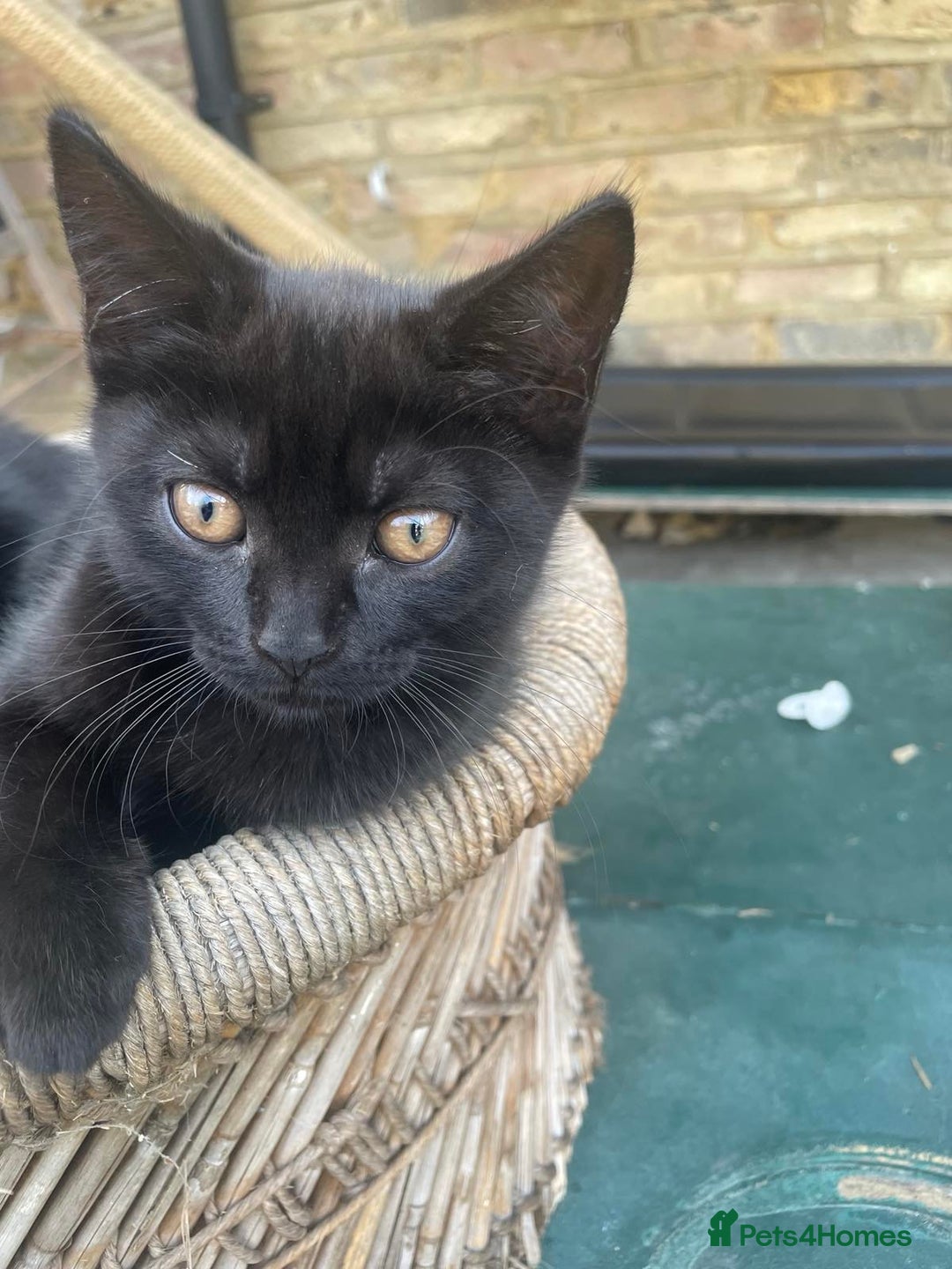 British Shorthair cats for sale: 2 jalf british shorthair kittens - Image 1