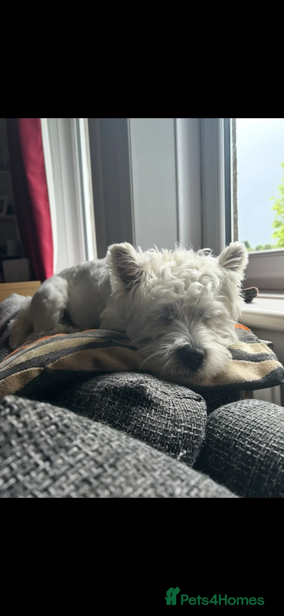 West Highland Terrier dogs for stud: 1st time stud - Advert 3