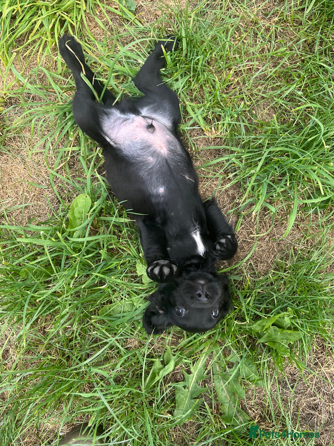 Mixed Breed dogs for sale: * Spangold Retrievers 2 beautiful boys left * - Image 12
