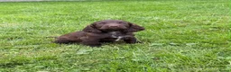 Cocker Spaniel dogs for sale:  show type cocker spaniel puppies🐾 - Advert 11