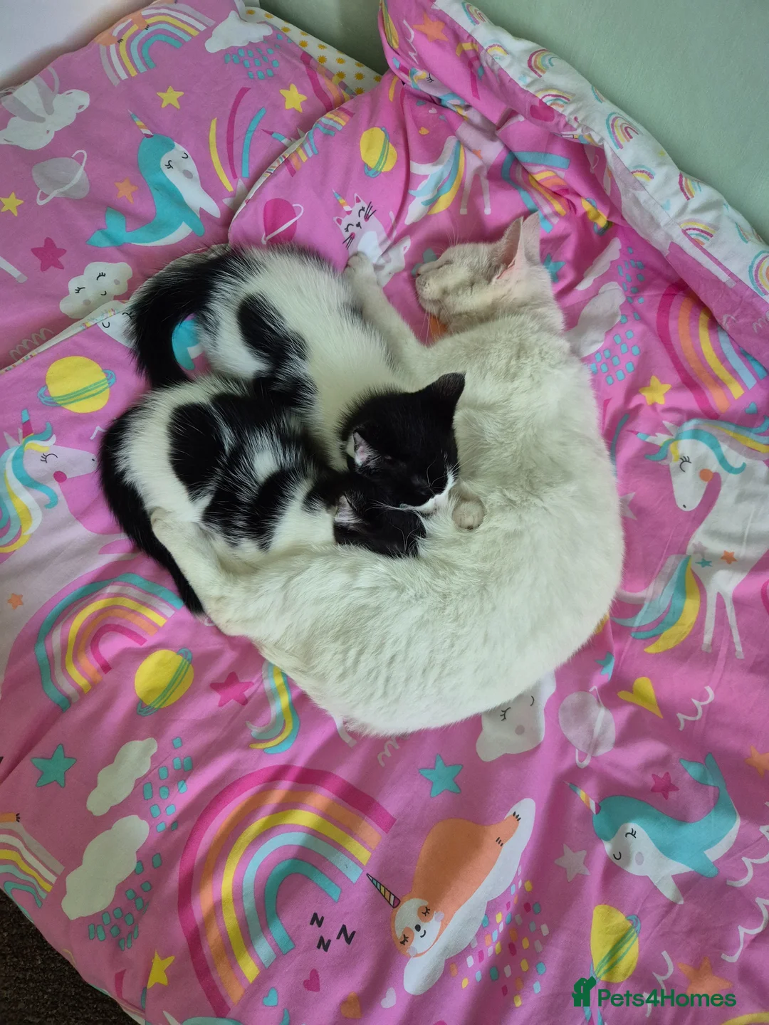 Mixed Breed cats for sale: Lovely kittens ready now in Dudley - Advert 8