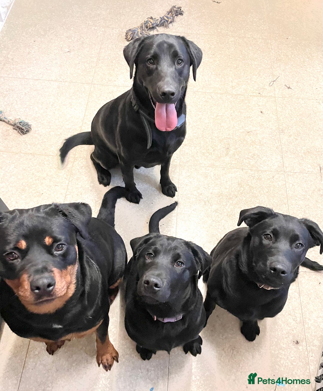 Mixed Breed dogs for sale: 2 beautiful nearly 6 month girls  - Advert 12