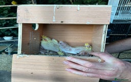 Mixed Breed birds for sale: Budgies, Cockatiels and Indian Ringnecks - Image 8