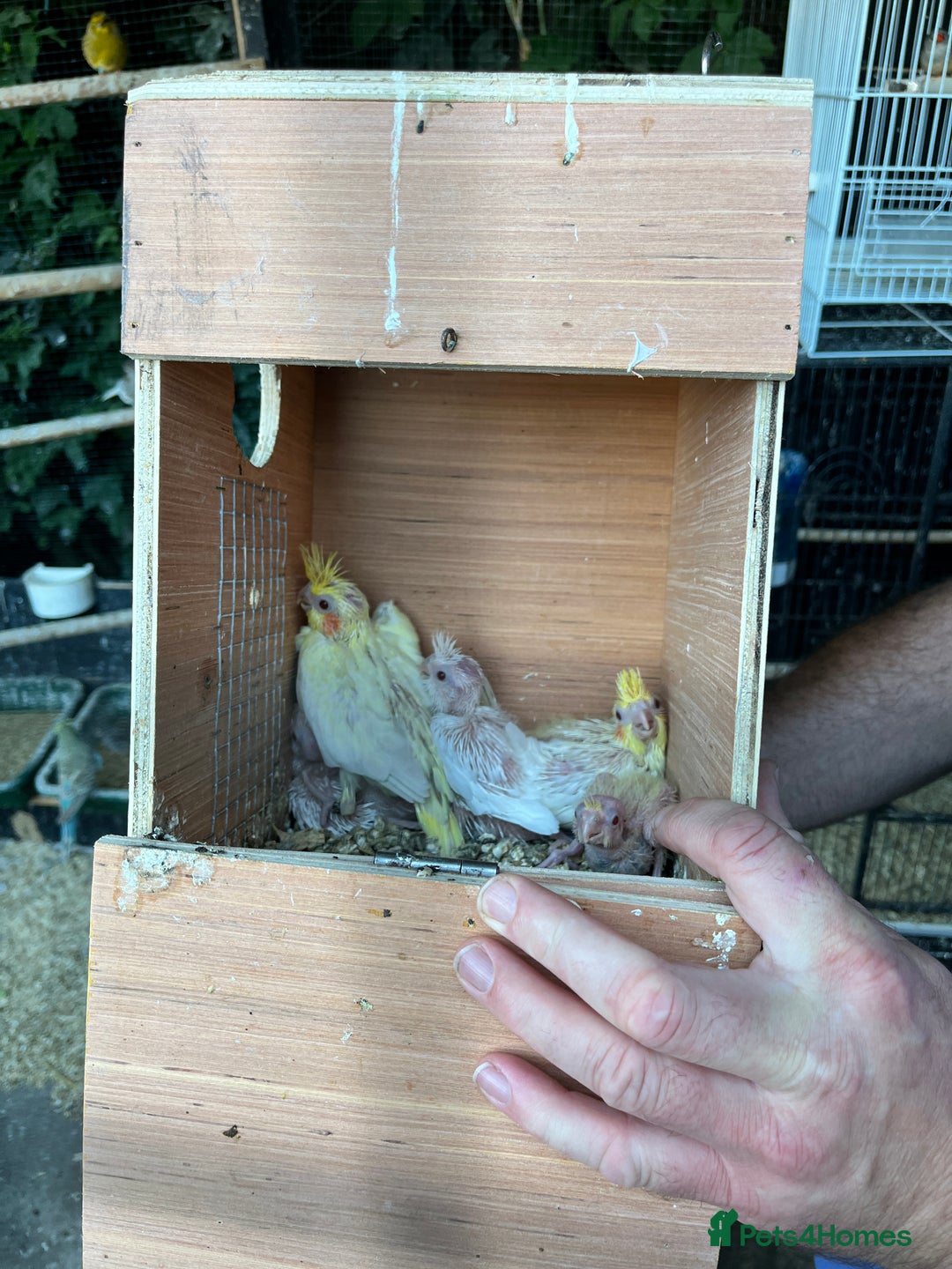 Mixed Breed birds for sale: Budgies, Cockatiels and Indian Ringnecks - Image 8