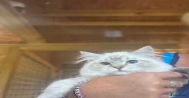 Ragdoll cats - Advert 5