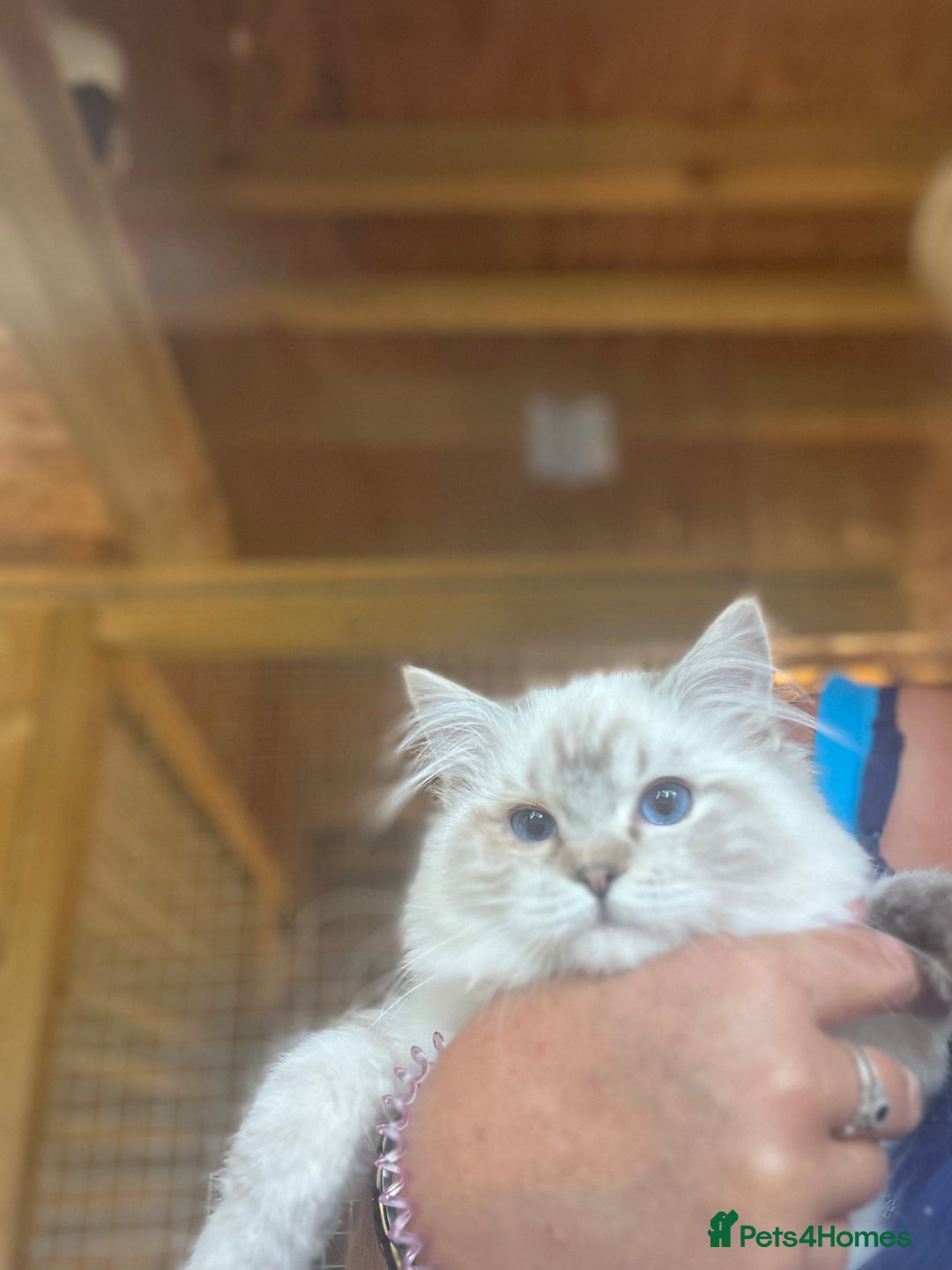 Ragdoll cats for sale:  Gorgeous purebred mink ragdolls   - Image 3