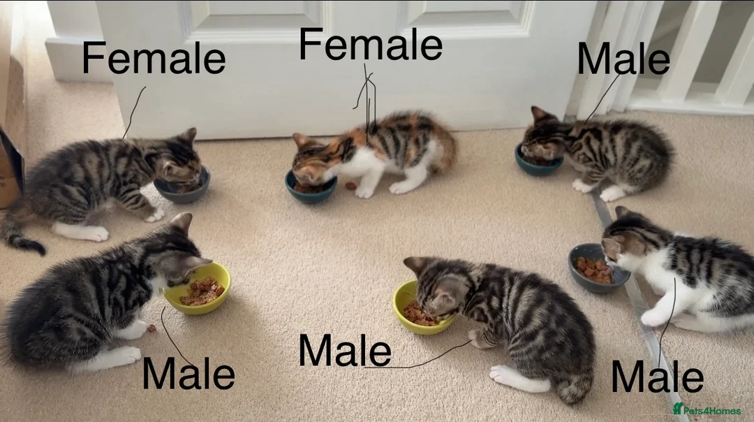 Mixed Breed cats for sale: Bengal mix kittens for sale 🐾 in Bradford - Advert 1