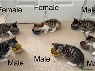 Mixed Breed cats Bengal mix kittens for sale 🐾 - Advert 1