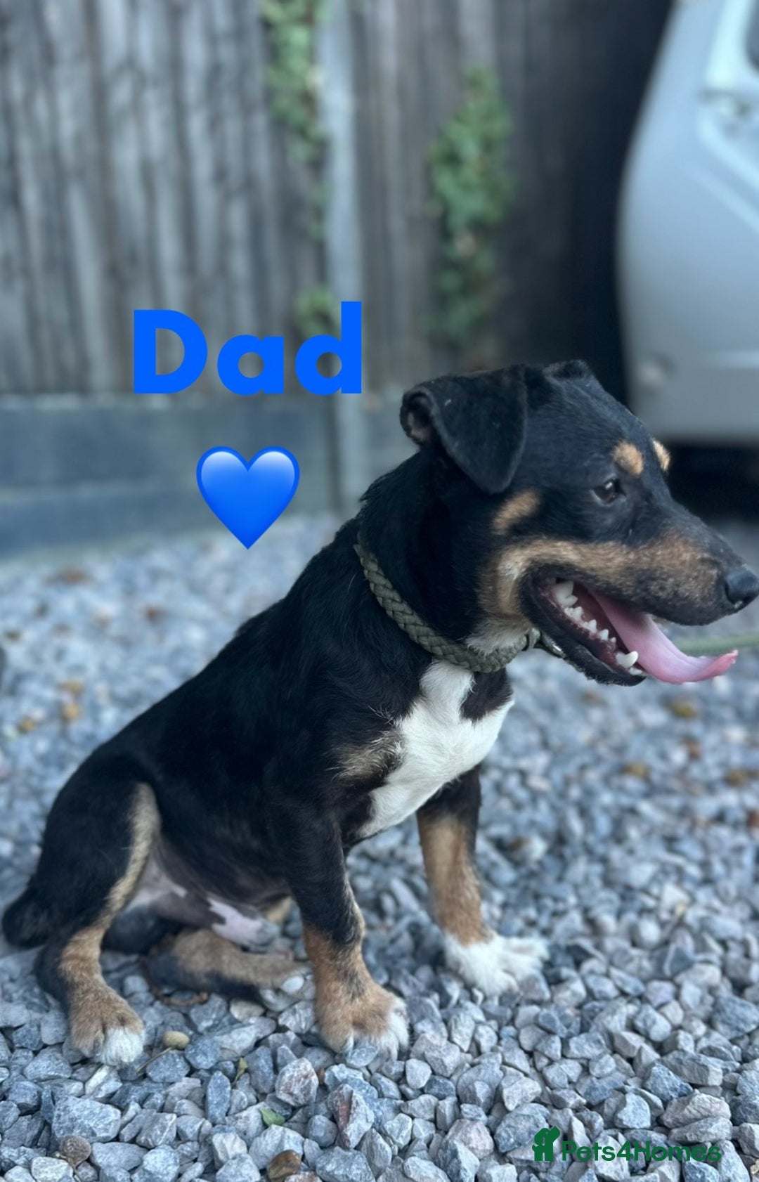 Jack Russell dogs for sale: Beautiful litter of miniature Jack Russell puppies - Advert 6