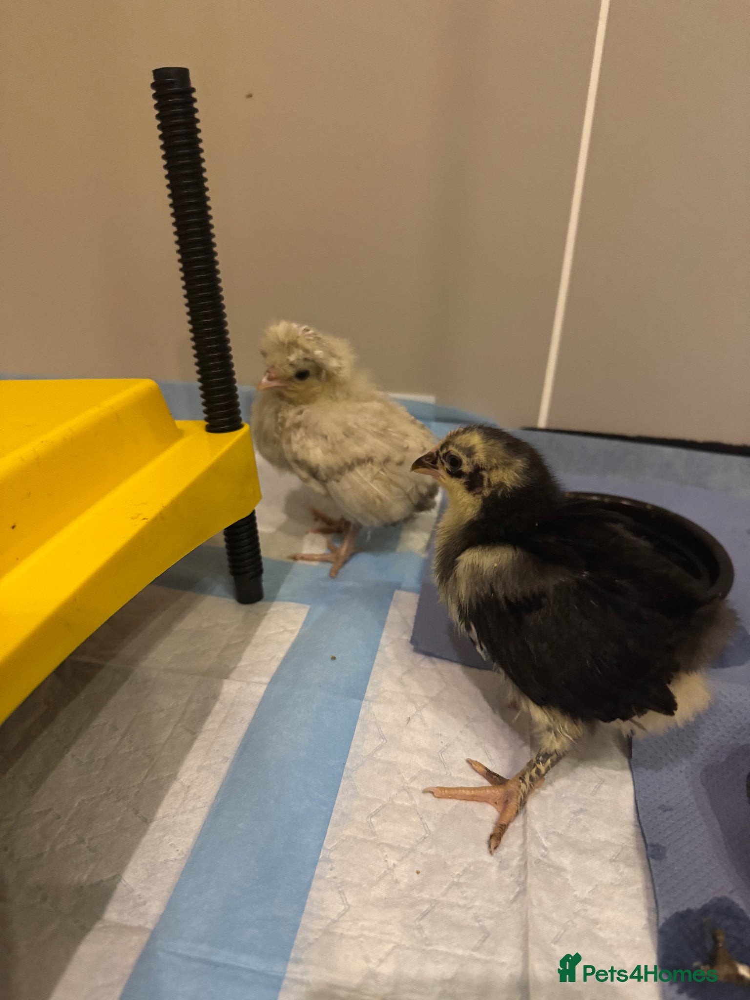 Chickens poultry Pekin polish barnyard mix chicks - Advert 1