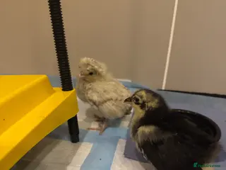 Chickens poultry Pekin polish barnyard mix chicks - Advert 1