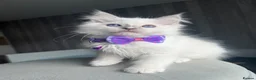 Ragdoll cats for sale: GCCF Pedigree Ragdoll kittens  - Advert 27