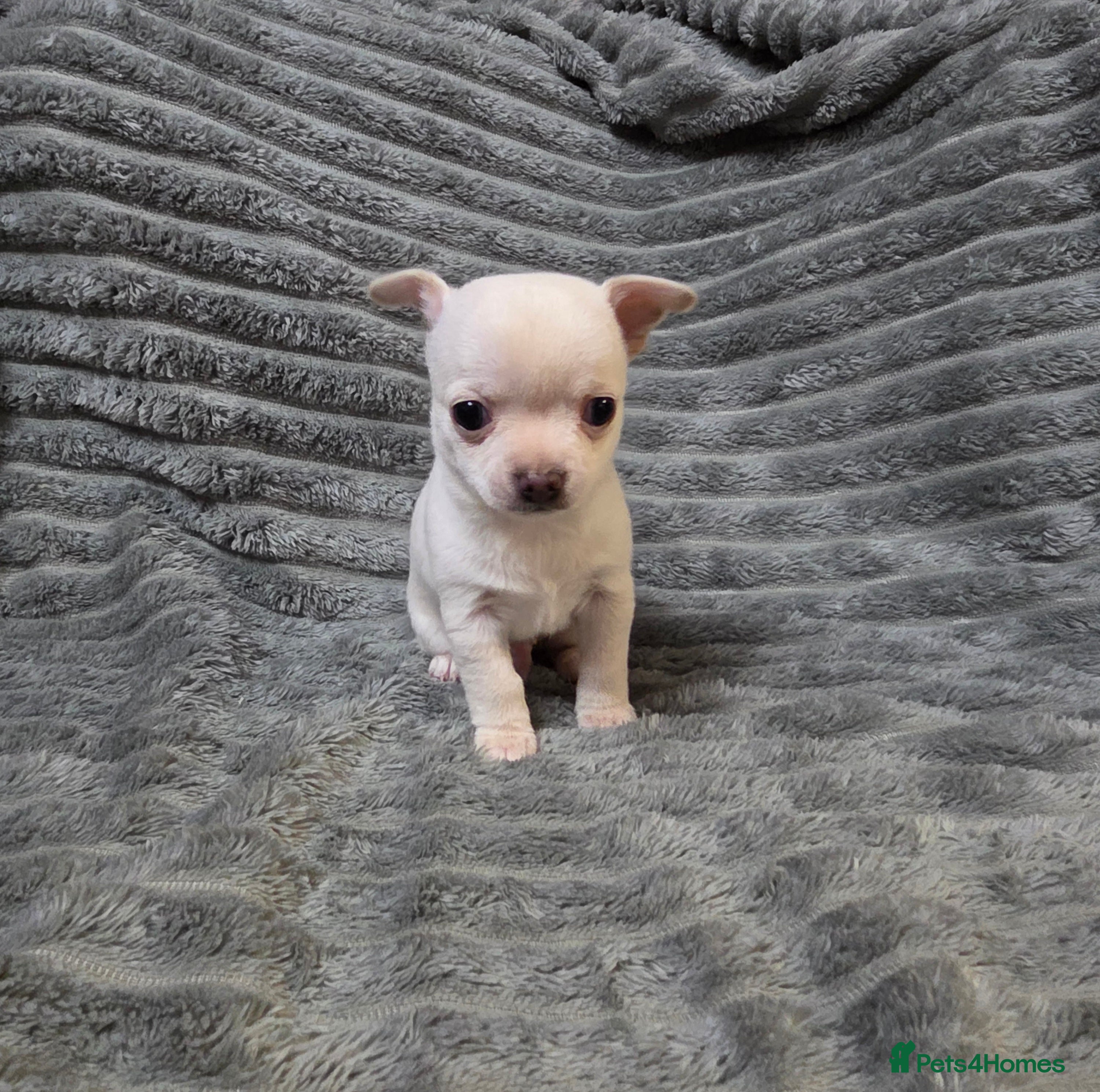 Chihuahua dogs Gorgeous pure breed chihuahua puppies  - Advert 5