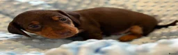 Miniature Dachshund dogs for sale: Miniature dachshund puppies in Chard - Advert 2