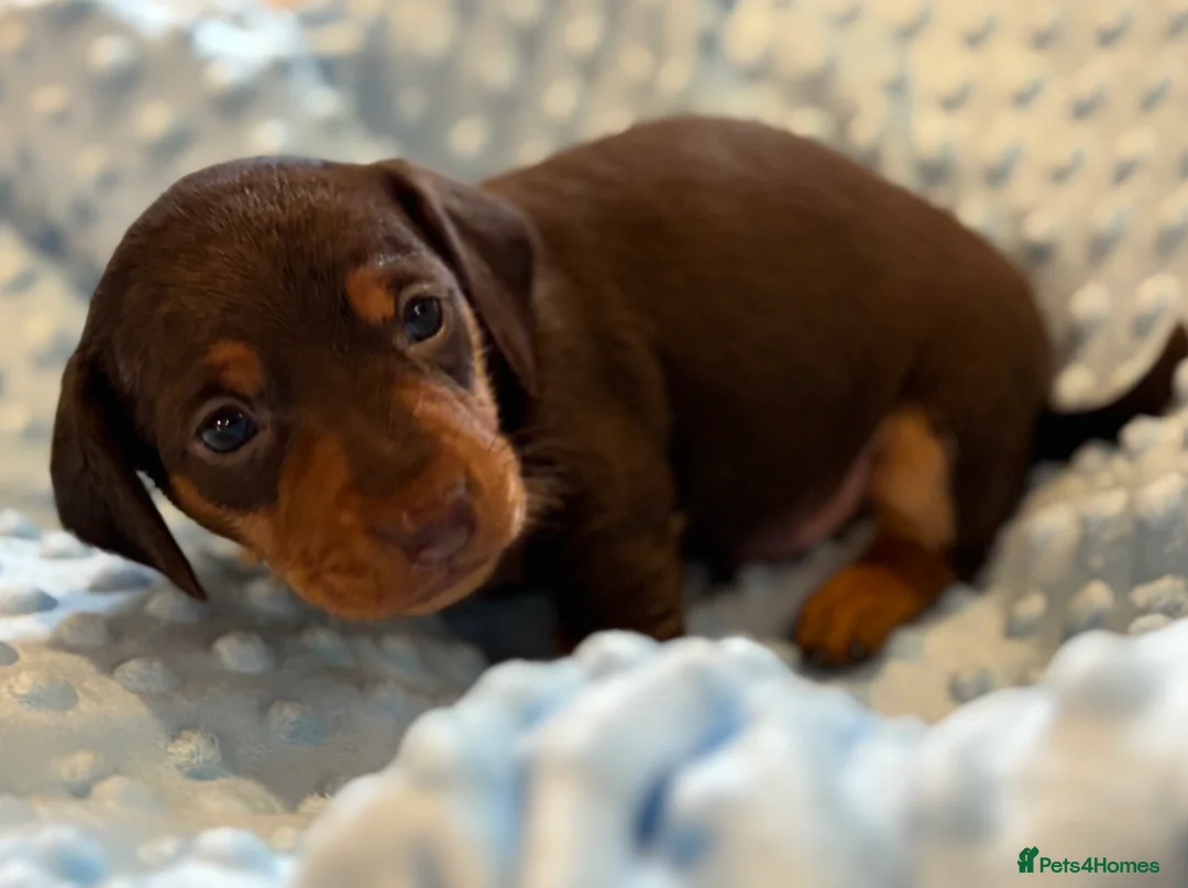 Miniature Dachshund dogs for sale: Miniature dachshund puppies in Chard - Advert 2