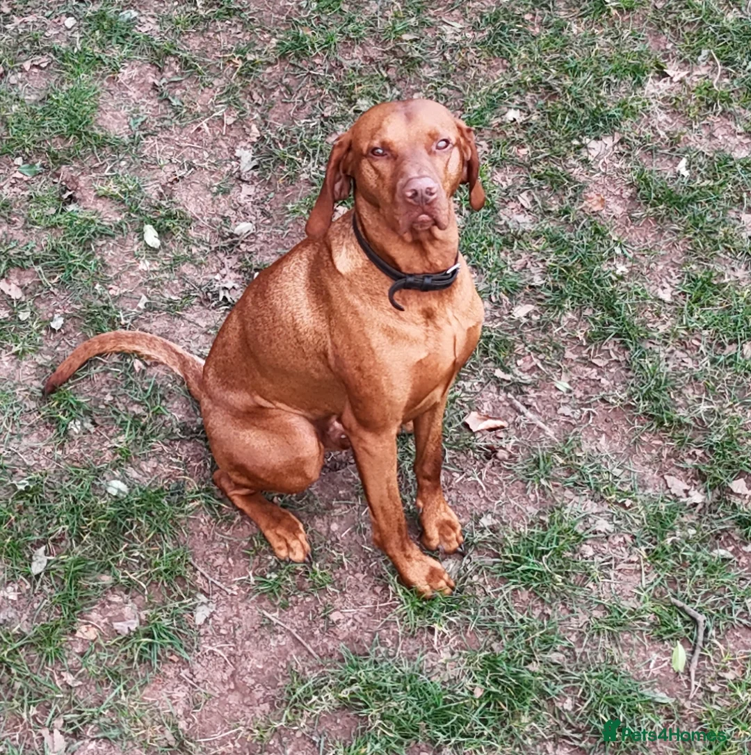 Hungarian Vizsla dogs for stud: KC Hungarian Vizsla  - Advert 8