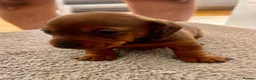 Miniature Dachshund dogs for sale: Miniature dachshund puppies  in Treharris - Advert 25