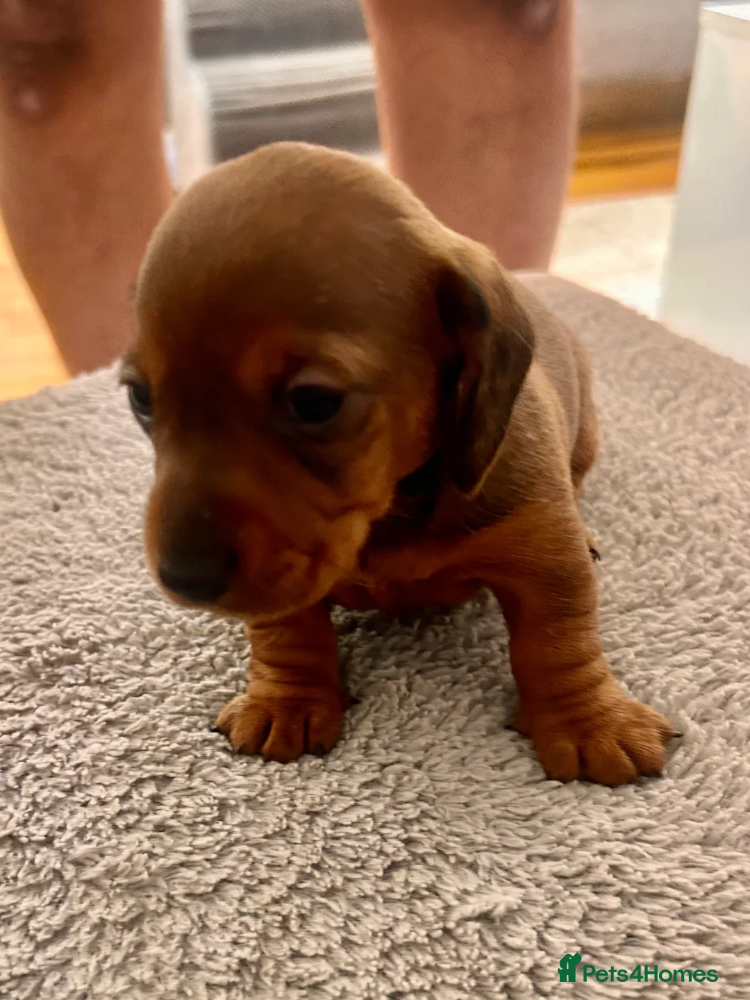 Miniature Dachshund dogs for sale: Miniature dachshund puppies  in Treharris - Advert 25