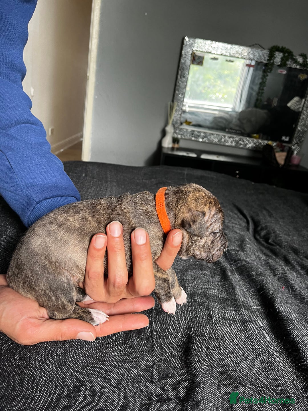 Mixed Breed dogs for sale: American bulldog staffy 🏡 - Image 25