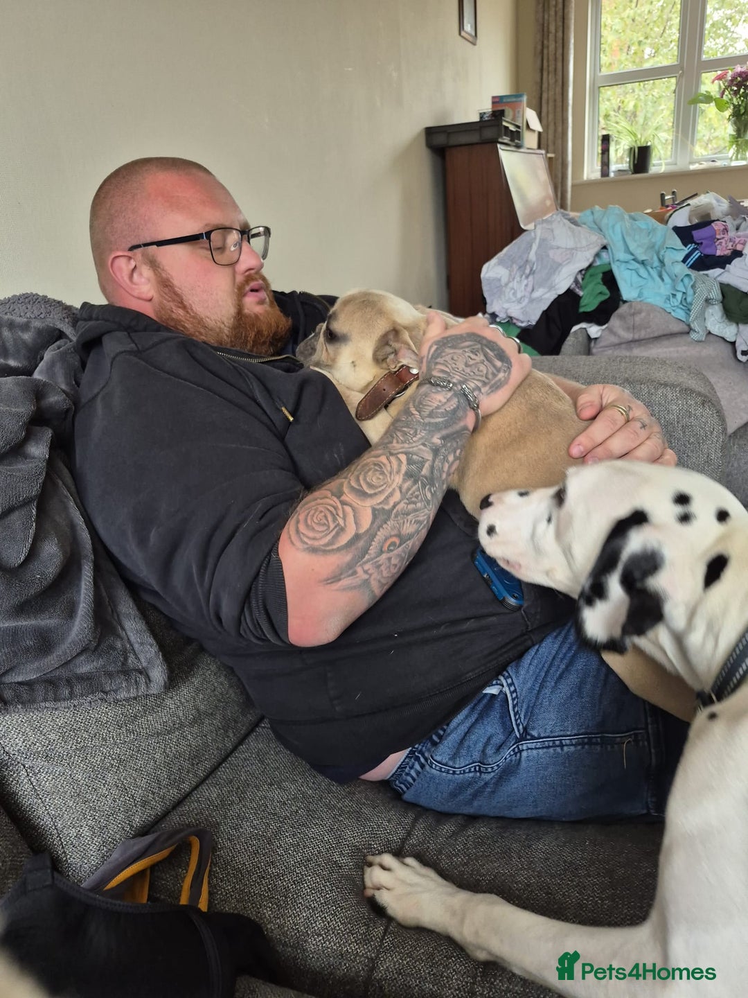 French Bulldog dogs for adoption: 💙 BISCUIT -sweet  11 months boy(neutered)💙 - Image 11