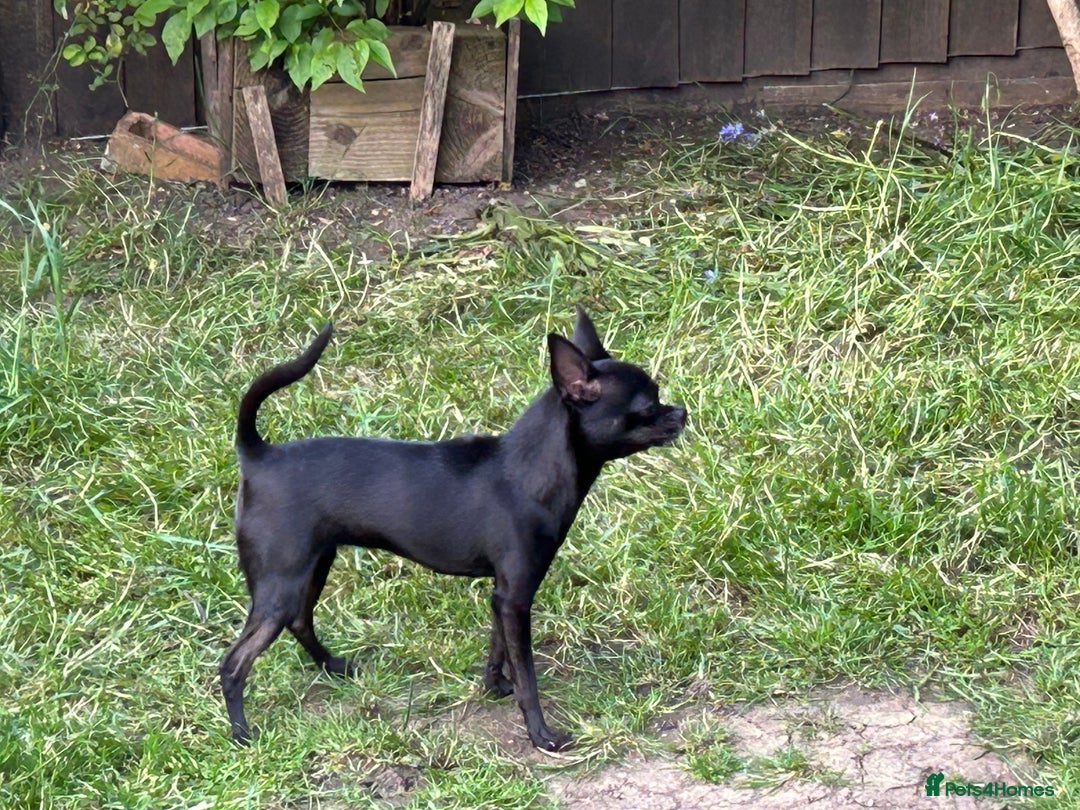 Chihuahua dogs for sale: KC Reg short-hair Chihuahua apple-headed puppies - Advert 10