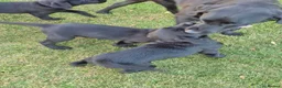 Labrador Retriever dogs for sale: Beautiful litter of labrador pups - Advert 9