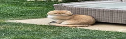 Scottish Fold cats for sale: LOVELY SCOTTISH FOLD GOLDEN KITTENS - Advert 14