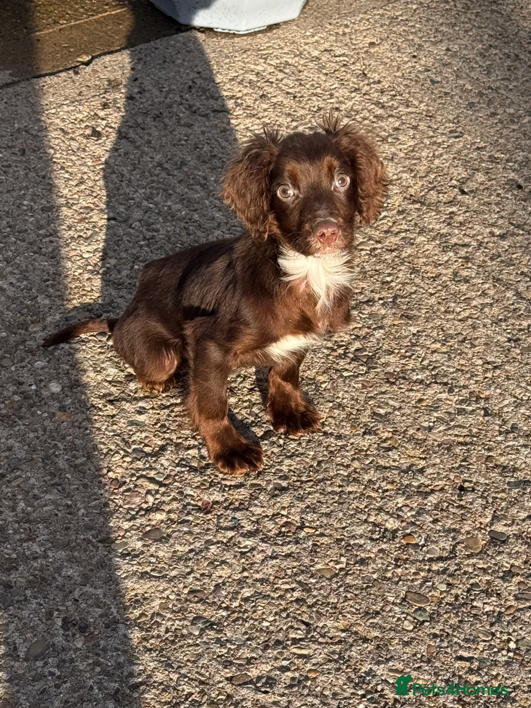 Cocker Spaniel dogs for sale: Cocker spaniel male puppy  - Advert 1