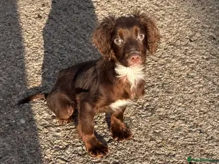 Cocker Spaniel dogs Cocker spaniel male puppy - Advert 1