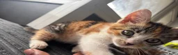 Mixed Breed cats for sale: 🐱 Six Kittens Looking for Loving Homes! 🐾 - Advert 23