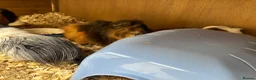 Guinea Pig rodents for sale: Guinea pigs for sale  in Caernarfon - Advert 9