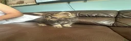 Scottish Fold cats for sale: Scottish fold  - Advert 6