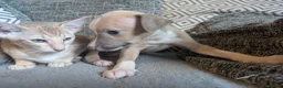 Whippet dogs for sale: Super friendly KC registered whippet pups - Advert 15