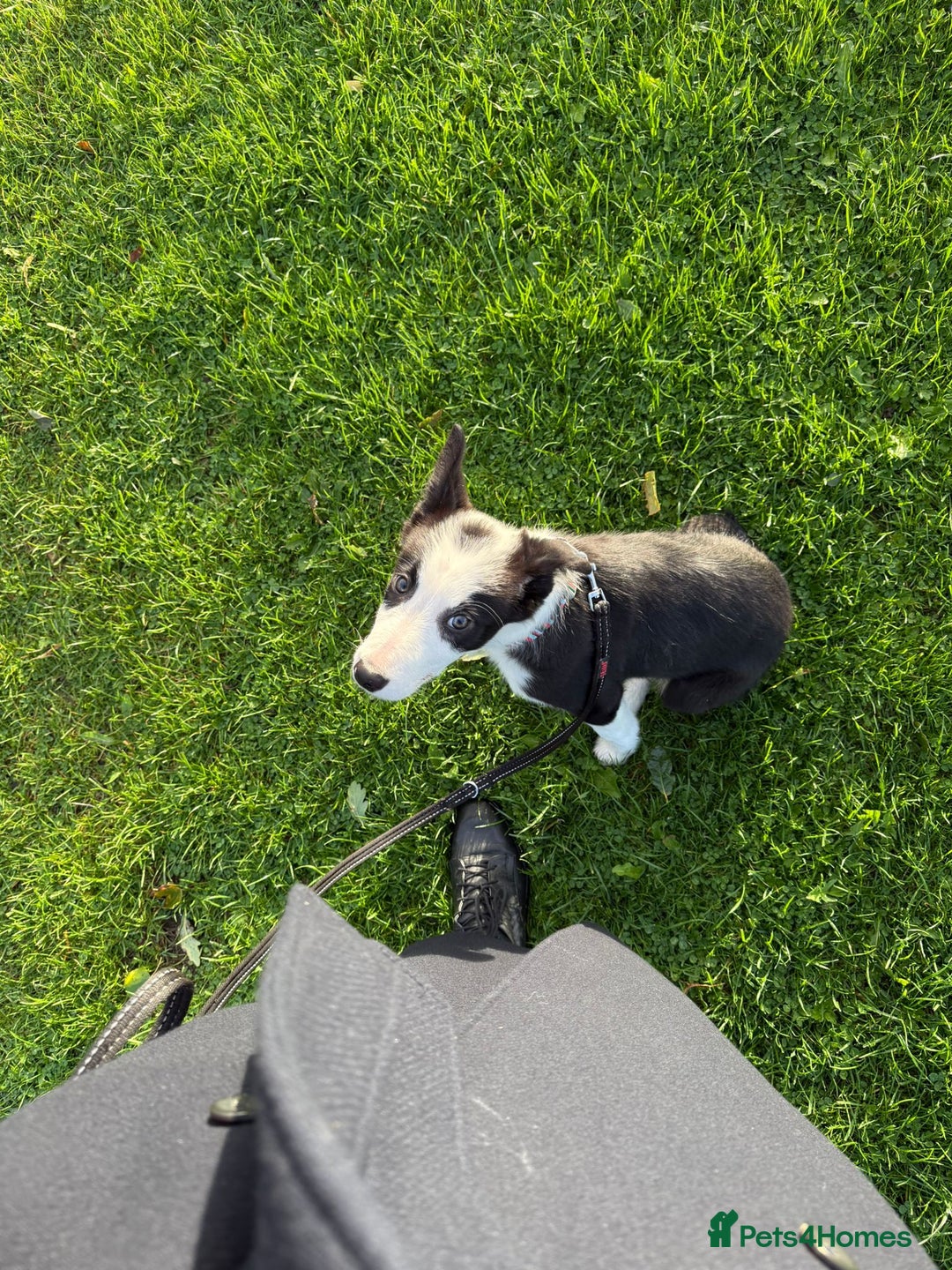 Border Collie dogs for sale: Border Collie for sale - Image 7