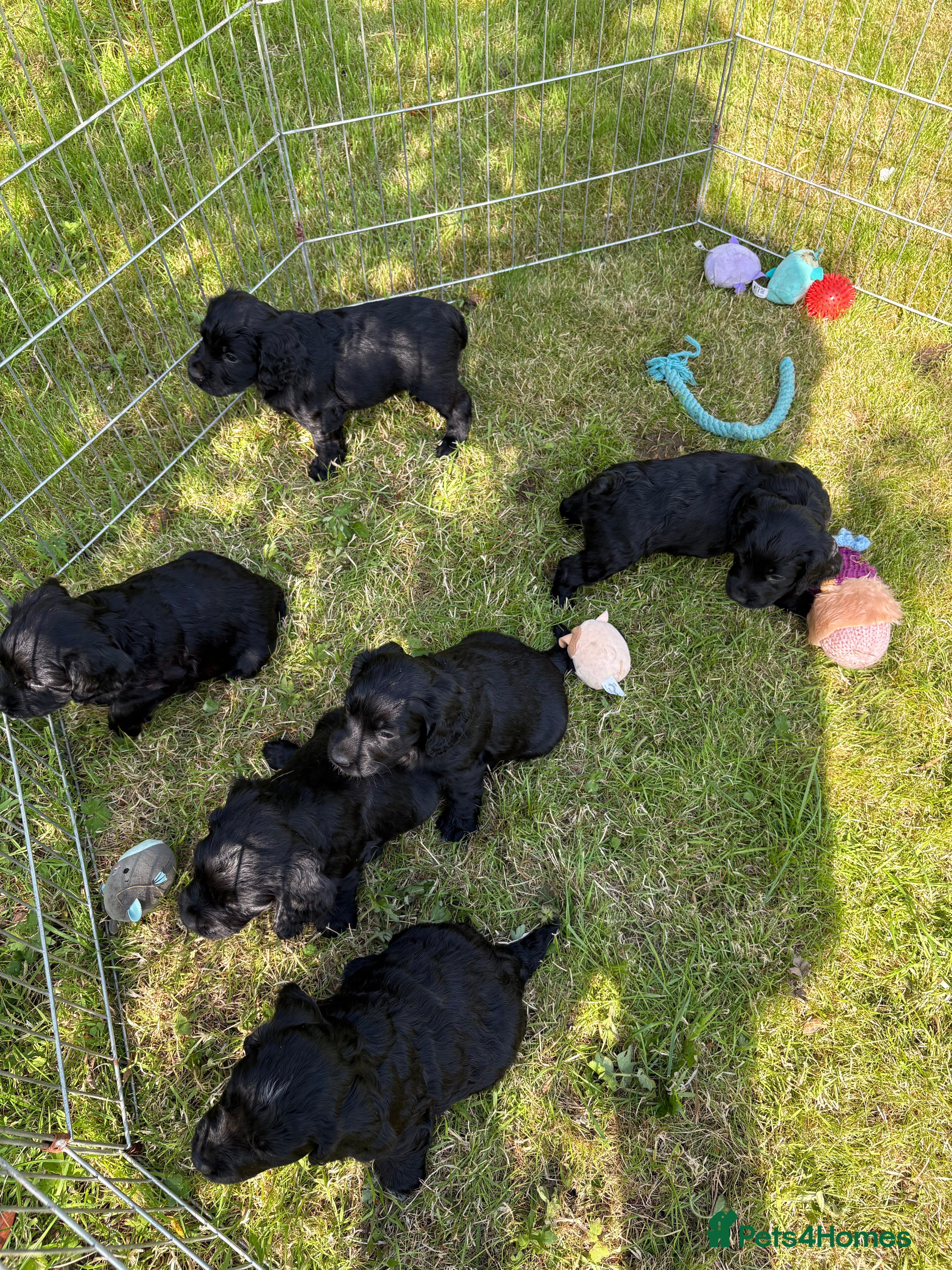 Sprocker dogs Gorgeous Black Sprocker puppies - Advert 2