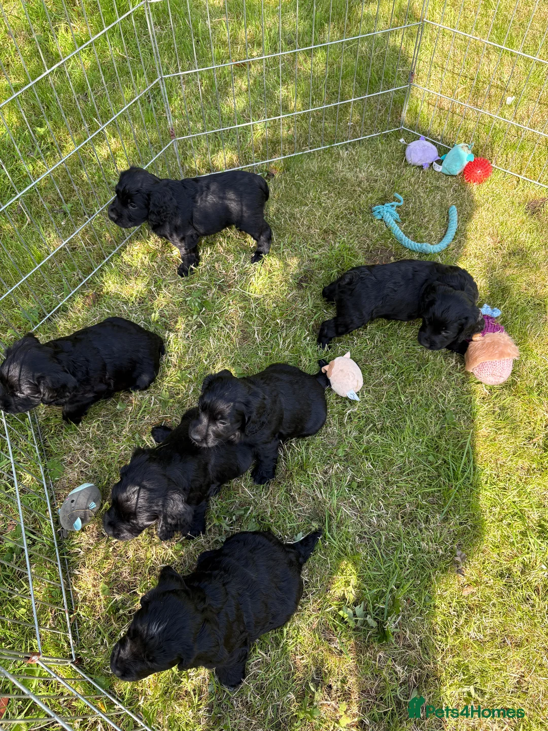 Sprocker dogs for sale: Gorgeous Black Sprocker puppies - Advert 2