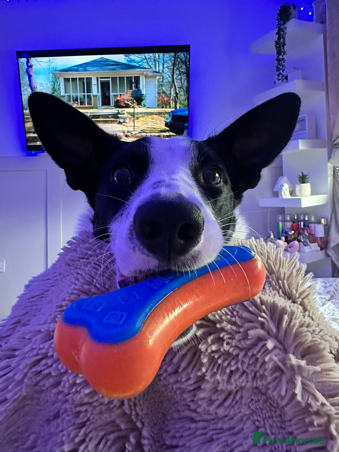 Border Collie dogs for sale: Luna  - Advert 2