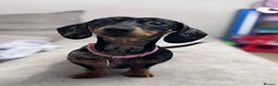 Miniature Dachshund dogs for sale: Rehoming x2 dachshunds  - Advert 4