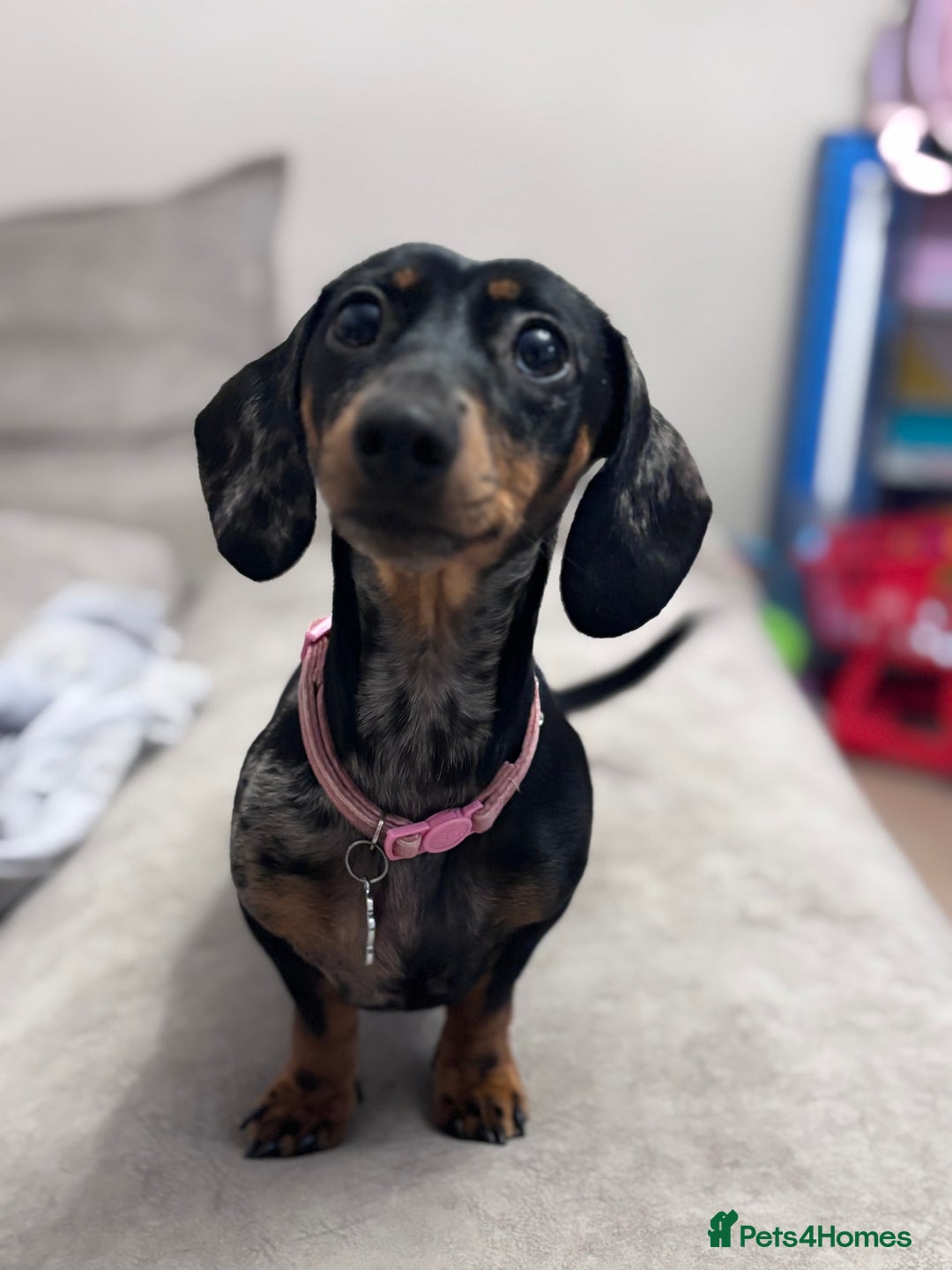 Miniature Dachshund dogs for sale: Rehoming x2 dachshunds  - Advert 4